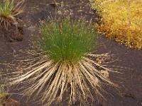 Grasbüschel im Moor - Lofoten